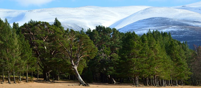 Cairngorm Mountain